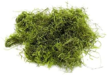 Java Moss - Vesicularia dubyana (4x6 cm) - Live Aquarium Plant