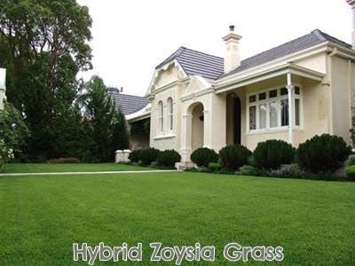 Pure Zoysia Grass Seeds - 1 Lb.