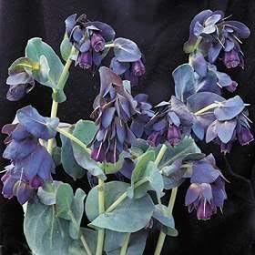 10 Blue Shrimp Plant/Honeywort/Blue Wax Cerinthe Major Flower Seeds