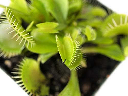 Sprig & Stone Carnivorous Plant Dionaea muscipula (Venus Fly Trap)