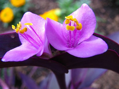5 Cuttings Purple Heart Wandering Jew - Tradescantia Pallida Purpurea Plant
