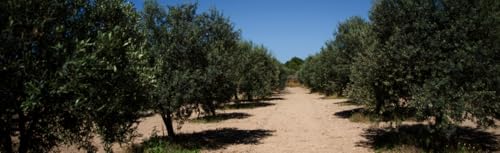 Fratelli Aprile Il Olio Novello 274th Extra Virgin Olive Oil (Italy)