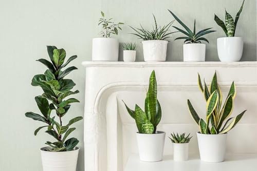 American Plant Exchange Snake Plant – Medium 6-Inch Pot Yellow Sansevieria Trifasciata, Drought-Tolerant, Air-Purifying Live Houseplant for Home