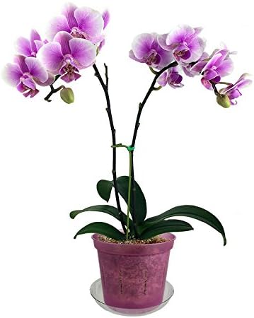 Orchid Pot - 6 inch Slotted Clear Orchid Pots - 3 Pack (Crystal Clear)