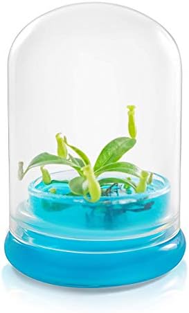 Bloomify Pitcher Plant – Live Nepenthes Tobaica – Zero Care Carnivore Plants Terrarium - Self-Sustaining Pitcher Plant Ecosystem – Great Gift