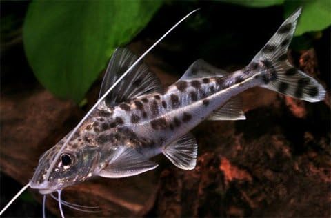 Live Freshwater Aquarium Fish - 2-3" Pictus Catfish - Populate Your Fish Tank!