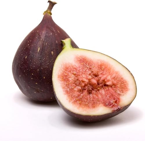 Chicago Hardy Fig Tree (1-Pack) Live Starter Plant by Wellspring Gardens | Ficus carica | Hardy & Fruitful | Ideal for Gardens | Purple-Skinned Fig | Edible Landscape Plant | Food forest