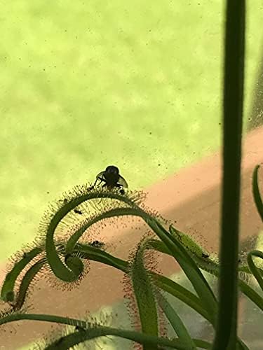 Live Tropical Carnivorous Plant Drosera capensis Pink Flower (x1) - Potted