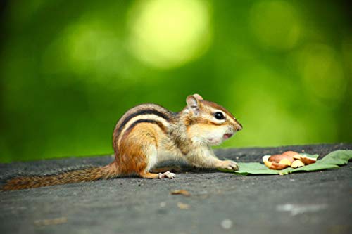 Peanuts without the shell. Woodchucks Wood brand. 30 Pounds