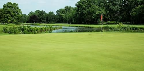 Creeping BentGrass Seeds, 1 Pound