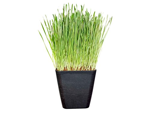 Thunder Acres Wheat Seed, Glysophate Free, Non GMO, Wheatgrass, Hard Red Winter Wheat Berries (10 lbs.)