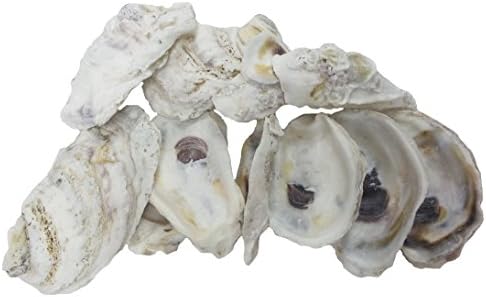 U.S. Shell Oyster Shells, 3.75"-5"