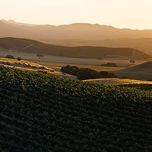 vineyard