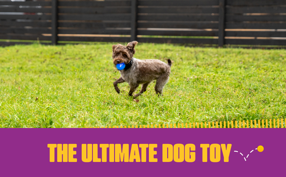 royal pet dog toy
