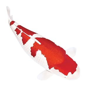 Koi