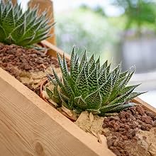 timber sealant planter box