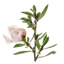 manuka
