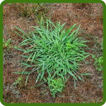 Spreading &amp;amp; Self-repairing Turf Type Fesuce Grass Seed