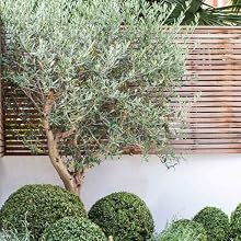 Arbequina Olive Tree by Perfect Plants