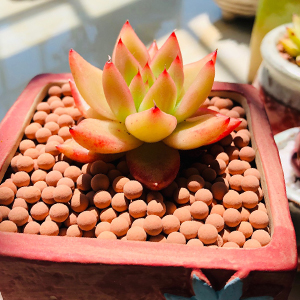 Clay Pebbles