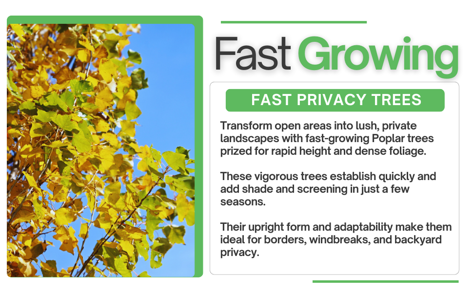 poplar tree seedlings