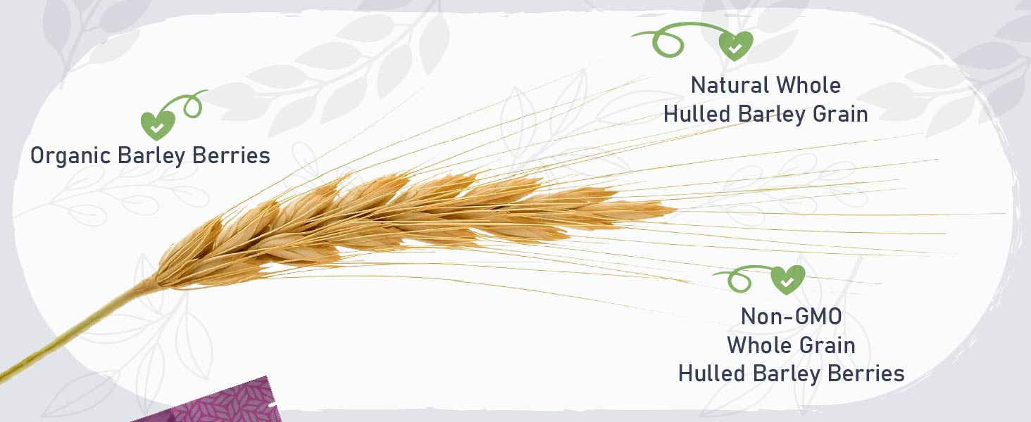 Organic Barley Berries Natural Whole Hulled Barley Grain Non-GMO Whole Grain Hulled Barley Berries