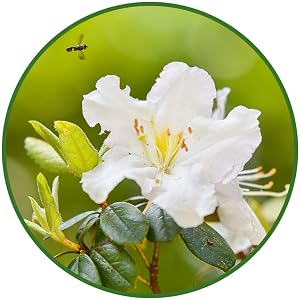 GG Gerbing white Azalea pollinator