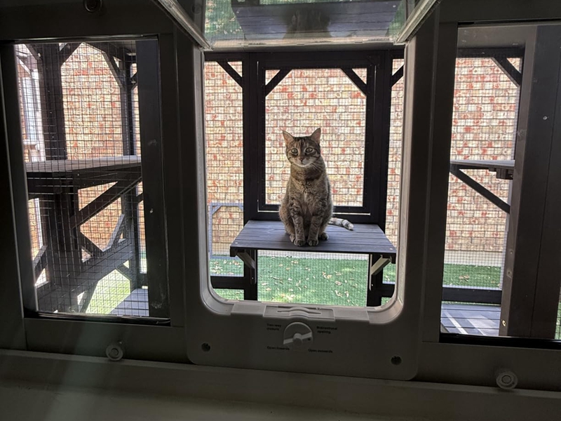 CAT HOUSE