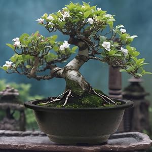 FP262 Banyan tree Planter Bowl