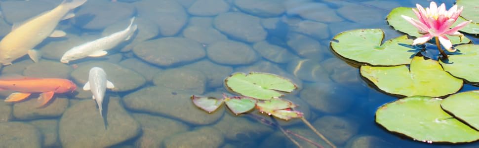 Koi pond with stone bottom