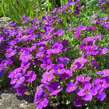 flower garden