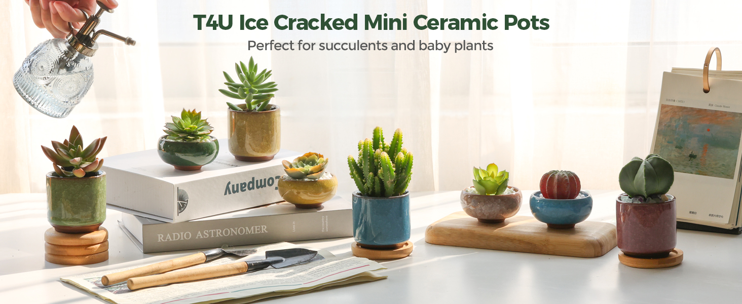 small succulent pots