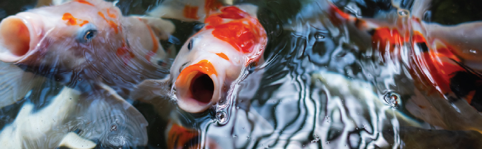 Koi Fish