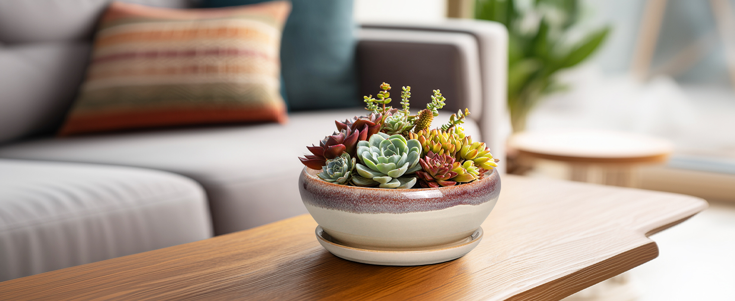 succulent pots with drainage