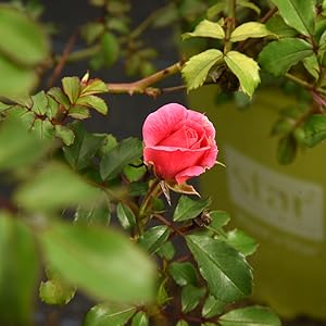 sweet drift rose in the landscape or garden by perfect plants