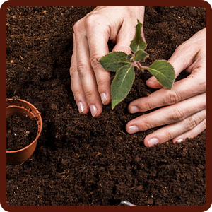acids stimulant dirt dots excellent grow humic moisturizer regulator starter stratum trees grow