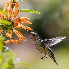 Join the Revolution for Better Hummingbird Nutrition