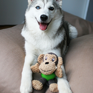 Dog Toy
