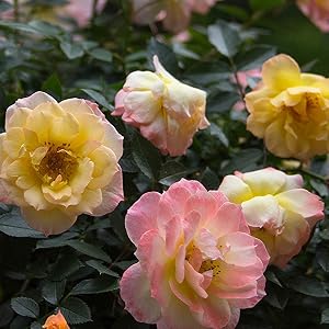 rose;flower;pink;yellow;