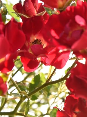 red drift rose by perfect plants