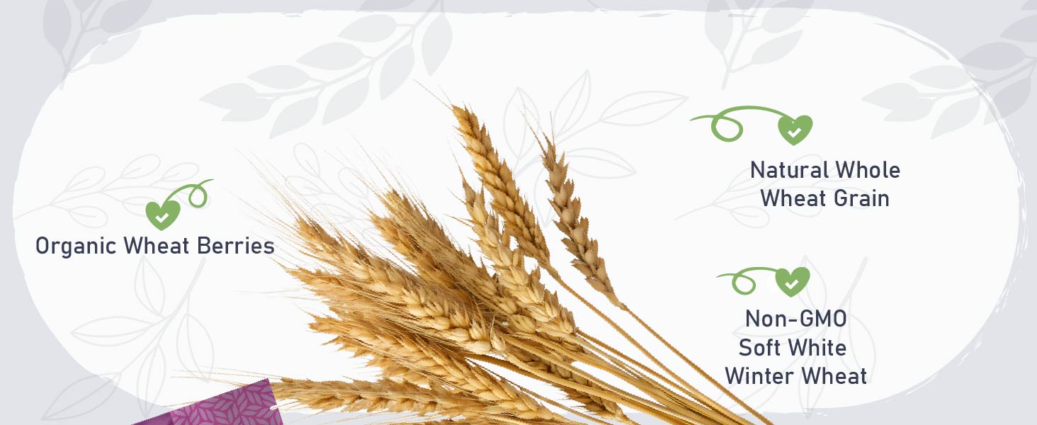Organic Wheat Berries Natural Whole Wheat Grain Non Gmo Soft White Winter Wheat
