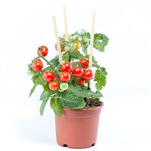 Tomato plant growing tomatoes
