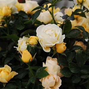Drift Popcorn roses repeat blooming ground cover hardy continuous blooms tough disease resistant lit