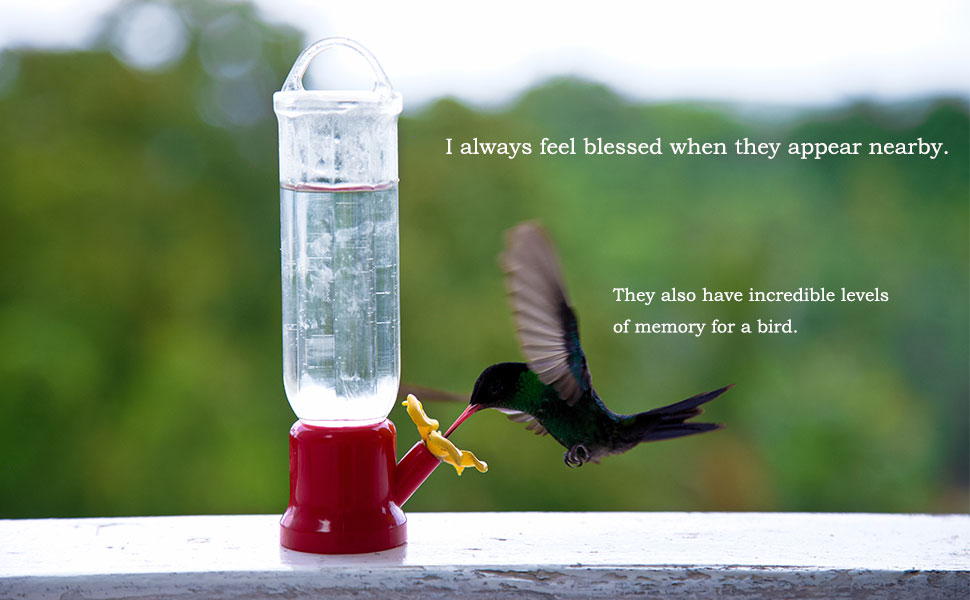VIMOA-Mini-Hummingbird-Feeder