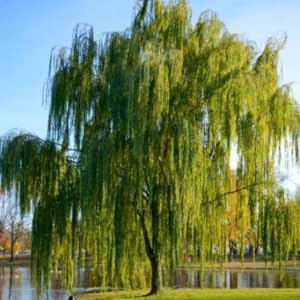 willow, willow tree, willow trees, trees, live trees
