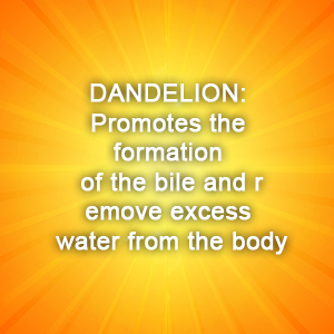 dandelion
