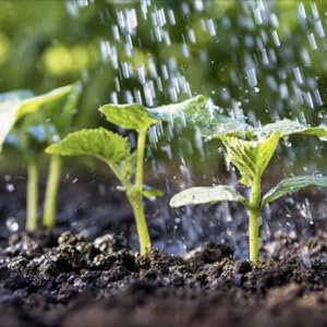 sprouted plants
