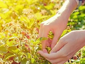 berberine 1200