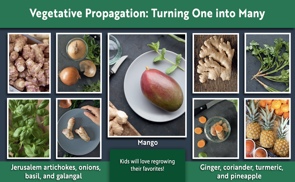Onions, basil, Jerusalem artichokes, galangal, mango, ginger, coriander, turmeric, and pineapple