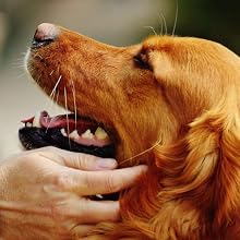 Petting pet
